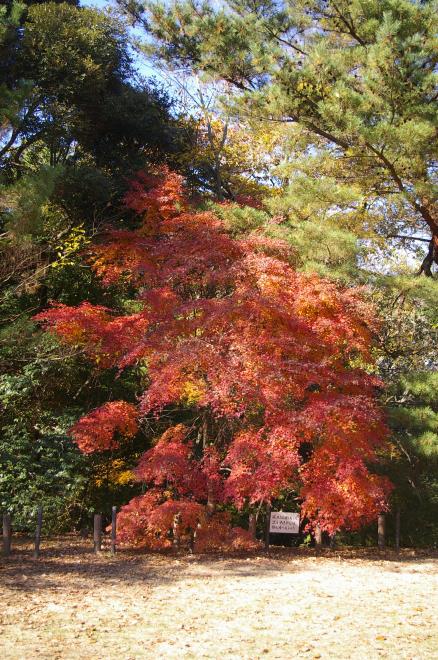 成田山公園の紅葉④