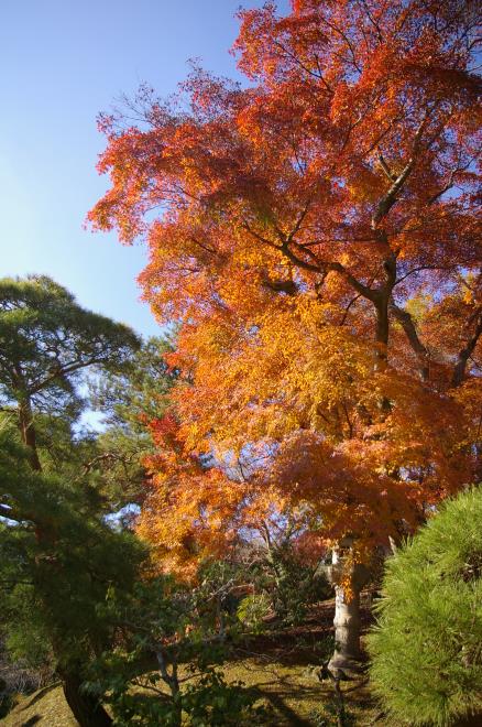 成田山公園の紅葉㉗