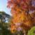 成田山公園の紅葉㉗
