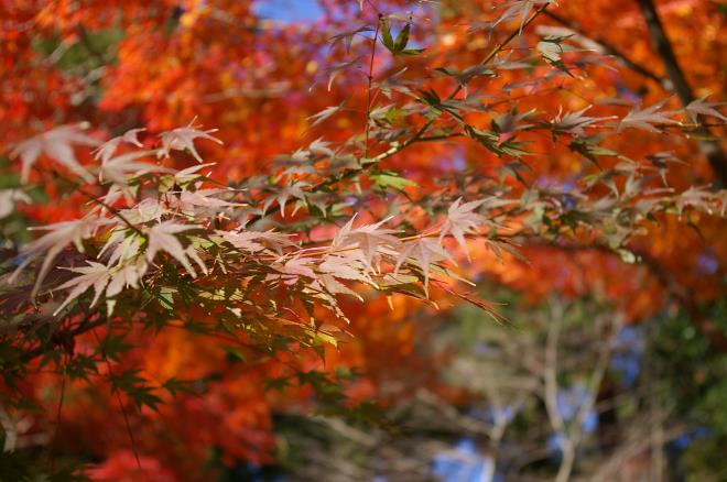 成田山公園の紅葉⑳