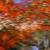 成田山公園の紅葉⑳