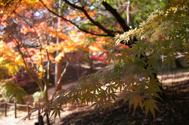 成田山公園の紅葉㉔