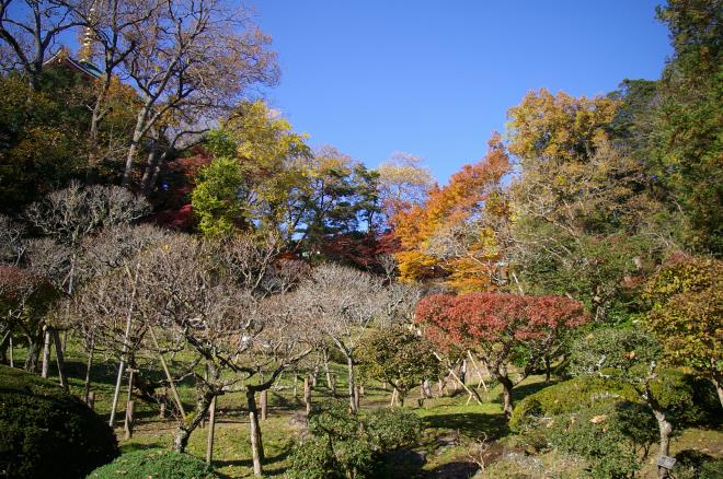 成田山公園の紅葉㉜