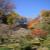 成田山公園の紅葉㉜