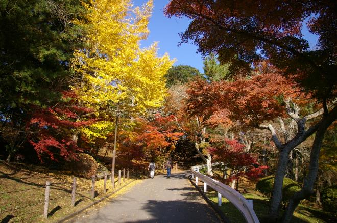 成田山公園の紅葉⑮