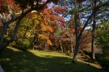 成田山公園の紅葉⑯