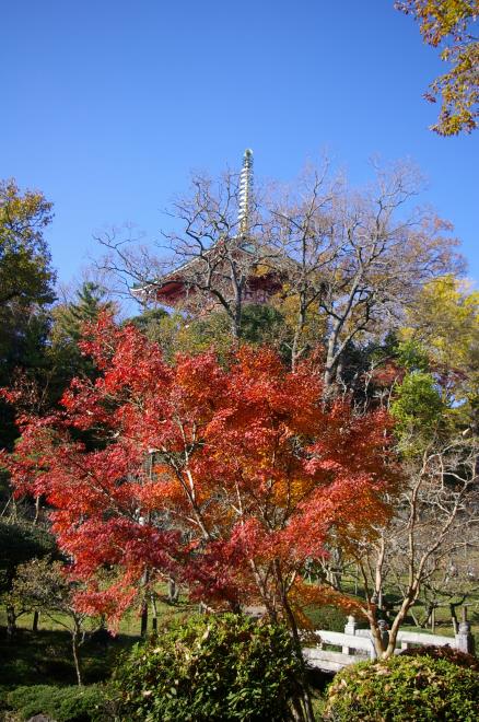 成田山公園の紅葉㉚