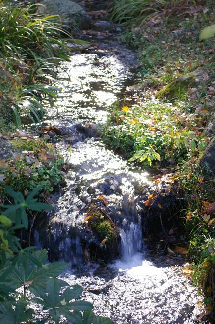 成田山公園の紅葉⑪