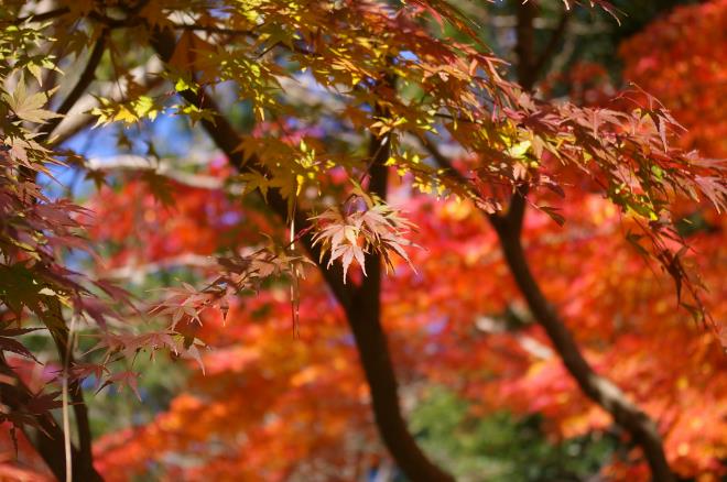 成田山公園の紅葉⑱