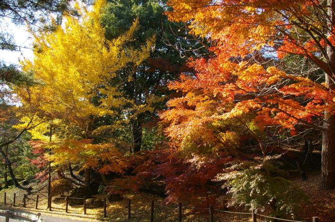 成田山公園の紅葉㉖