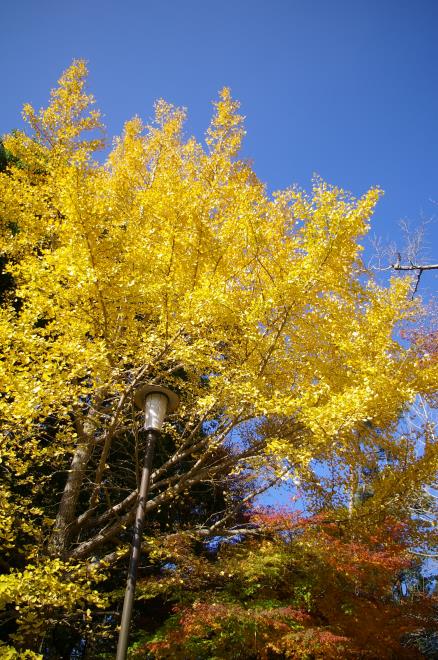 成田山公園の紅葉⑰