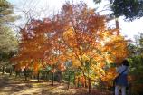 成田山公園の紅葉②