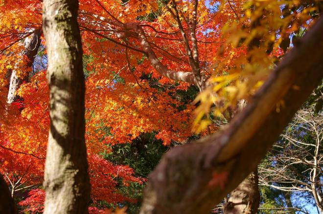 成田山公園の紅葉㉓