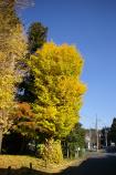 成田山公園の紅葉⑬