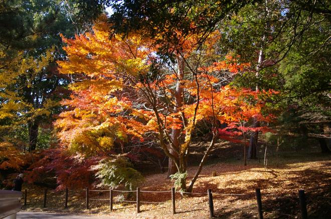 成田山公園の紅葉㉕