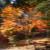 成田山公園の紅葉㉕
