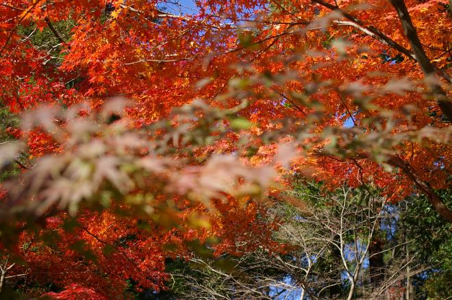 成田山公園の紅葉⑲