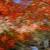 成田山公園の紅葉⑲