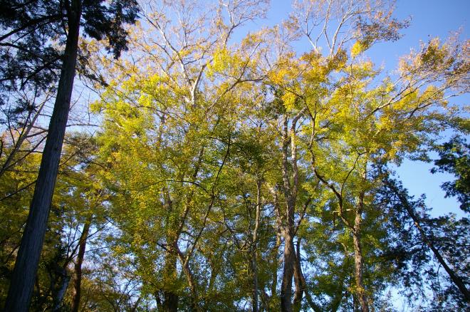 成田山公園の紅葉⑩