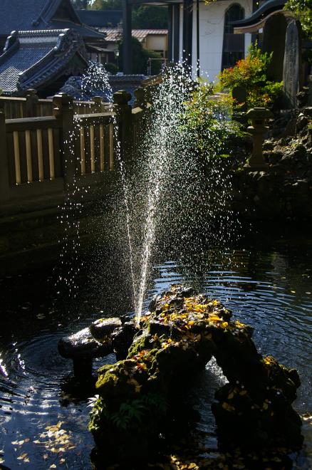 成田山公園の紅葉㉟