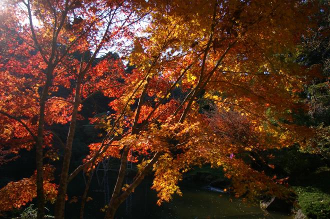 成田山公園の紅葉㉛