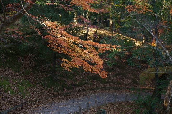 成田山公園の紅葉⑥