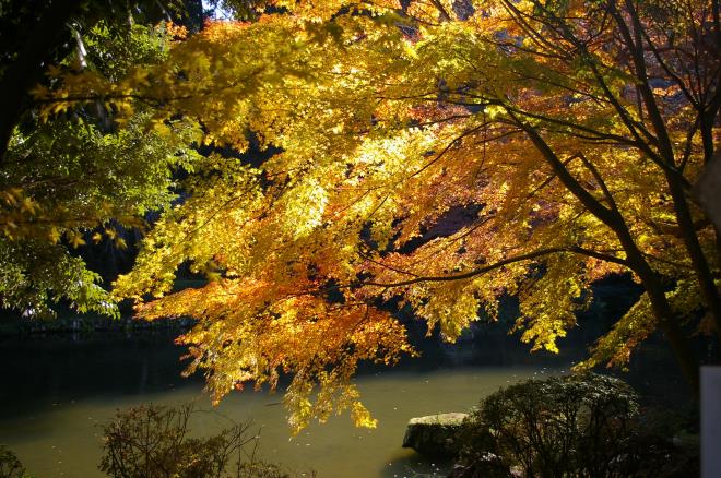 成田山公園の紅葉㉘