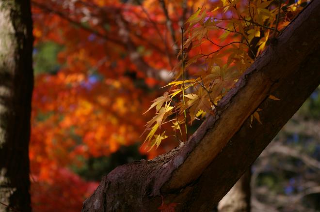 成田山公園の紅葉㉑