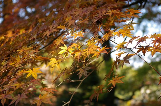 成田山公園の紅葉⑤