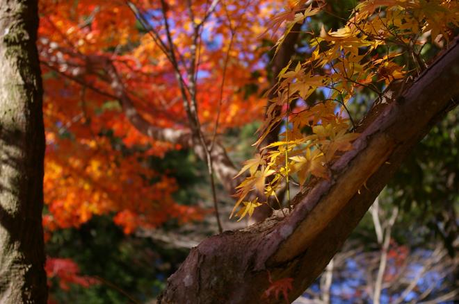 成田山公園の紅葉㉒