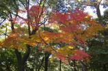 成田山公園の紅葉①