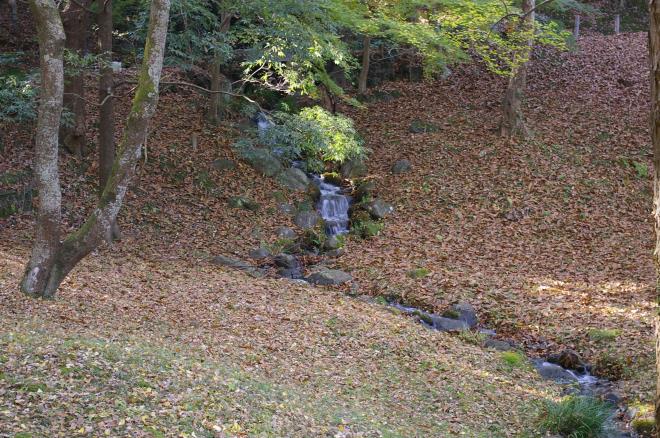 成田山公園の紅葉⑧