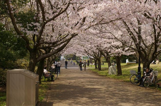 桜のトンネル②