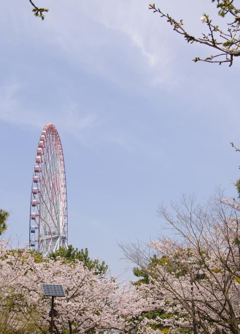 桜と観覧車②