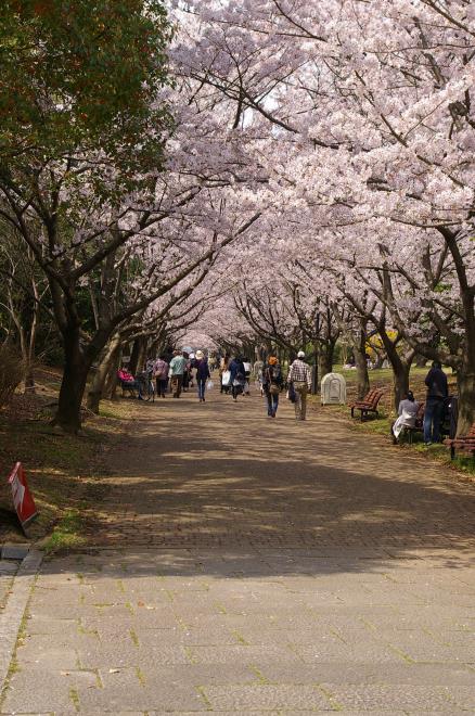 桜のトンネル①