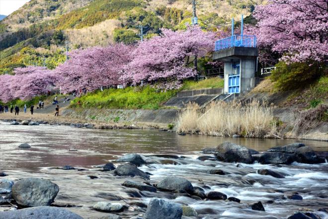 河津桜は最高の見頃でした