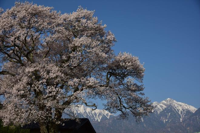 実相寺の奥にある一本桜