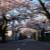桜ヶ丘通の桜並木