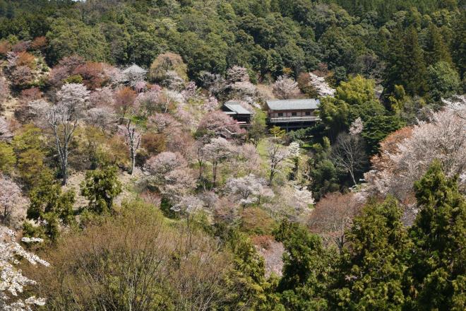 中千本桜と吉水神社
