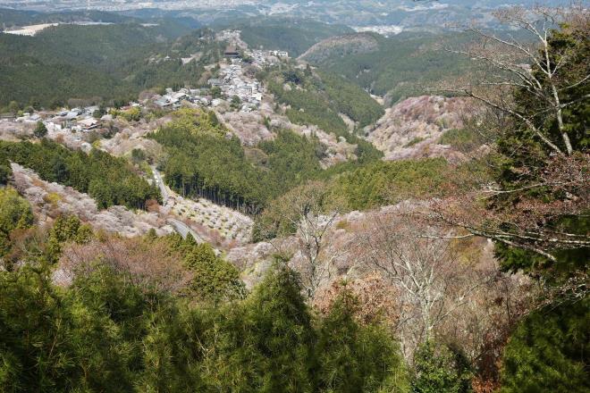 吉野山上千本桜