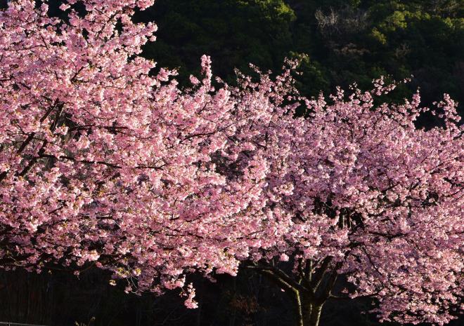 陽が当たる桜.jpg