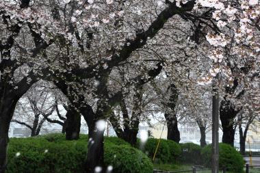 満開の桜に雪が降る