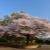 大きな盆栽桜
