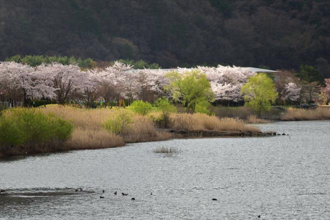 下の桜はきれいですが富士山は雲の中
