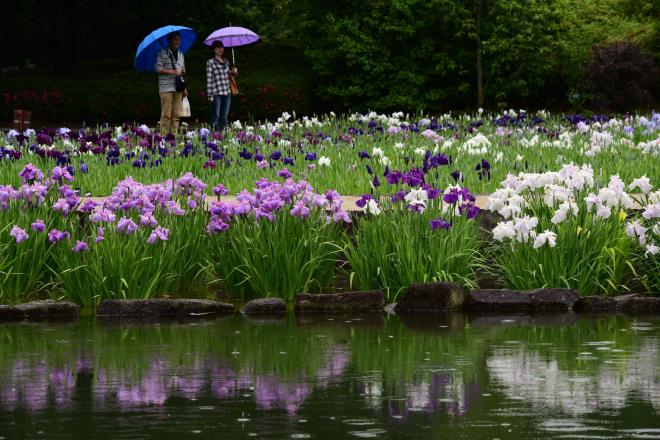 雨に咲く花