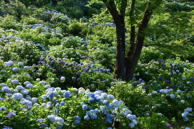 美の山公園のアジサイ