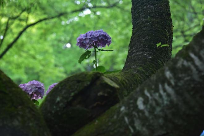 桜の幹からアジサイが咲いて