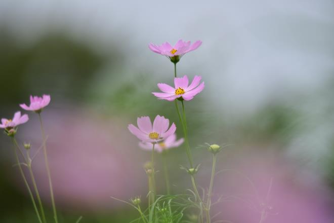 打ち上げ花火