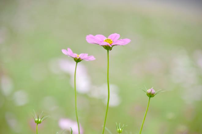 若い姉妹と小さな弟