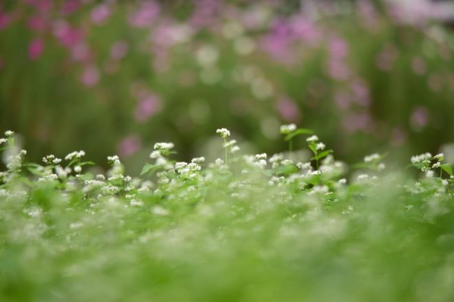 ソバの花とコスモス